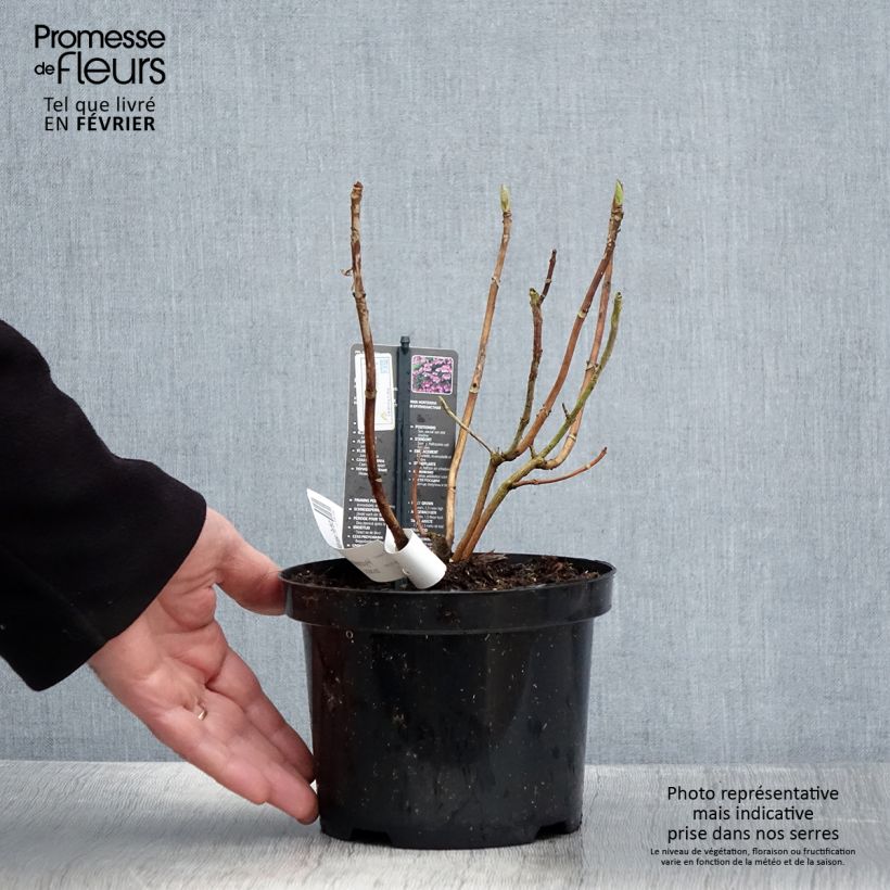 Exemplar von Hydrangea macrophylla Mariesii Perfecta - Bauernhortensie Topf mit 2L/3L wie im Winter geliefert