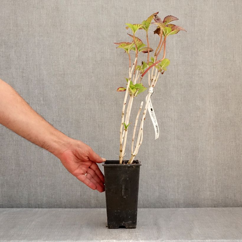 Exemplar von Hydrangea macrophylla Masja - Bauernhortensie Topf mit 2L/3L wie im Sommer geliefert
