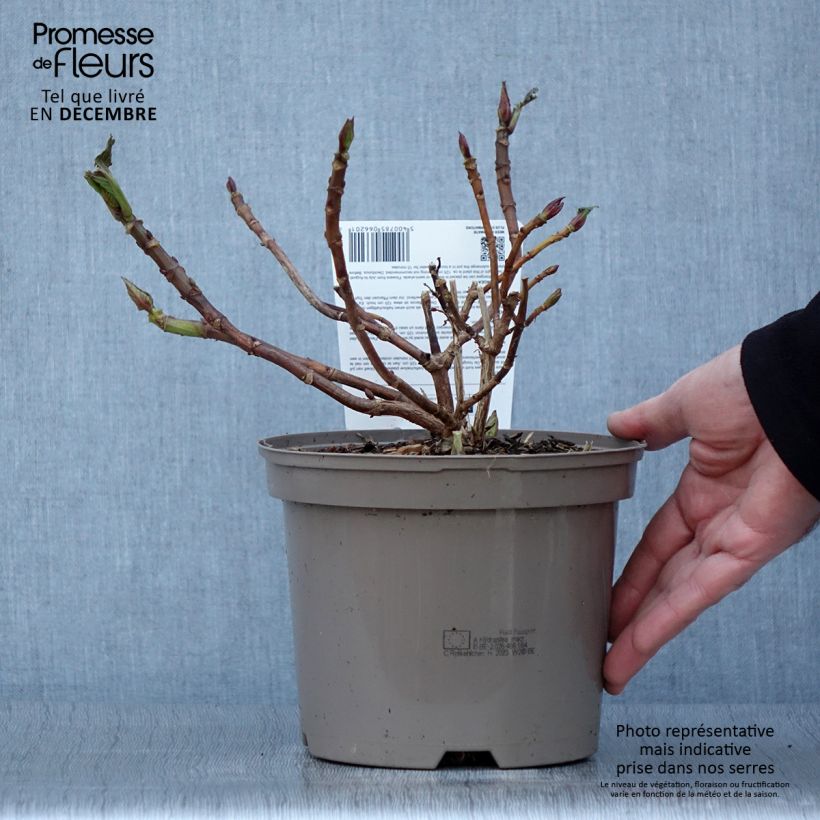 Example of Hydrangea macrophylla Rotkehlchen - Bauernhortensie Topf mit 2L/3L as you get in automne