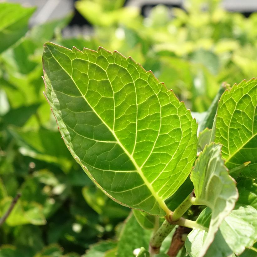 Hydrangea macrophylla Rotkehlchen - Bauernhortensie (Foliage)