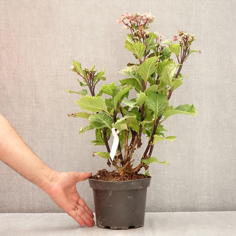 Exemplar von Hydrangea macrophylla So Long Aya - Bauernhortensie Topf mit 3L/4L wie im Sommer geliefert