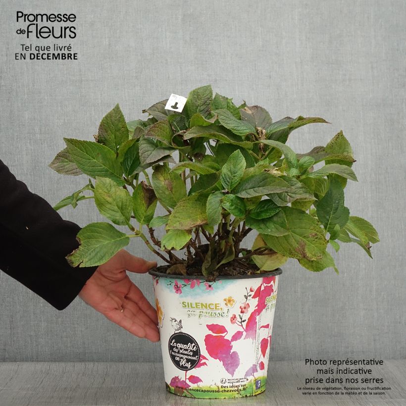 Example of Hydrangea macrophylla Stellar Blue - Bauernhortensie Topf mit 4L/5L as you get in automne