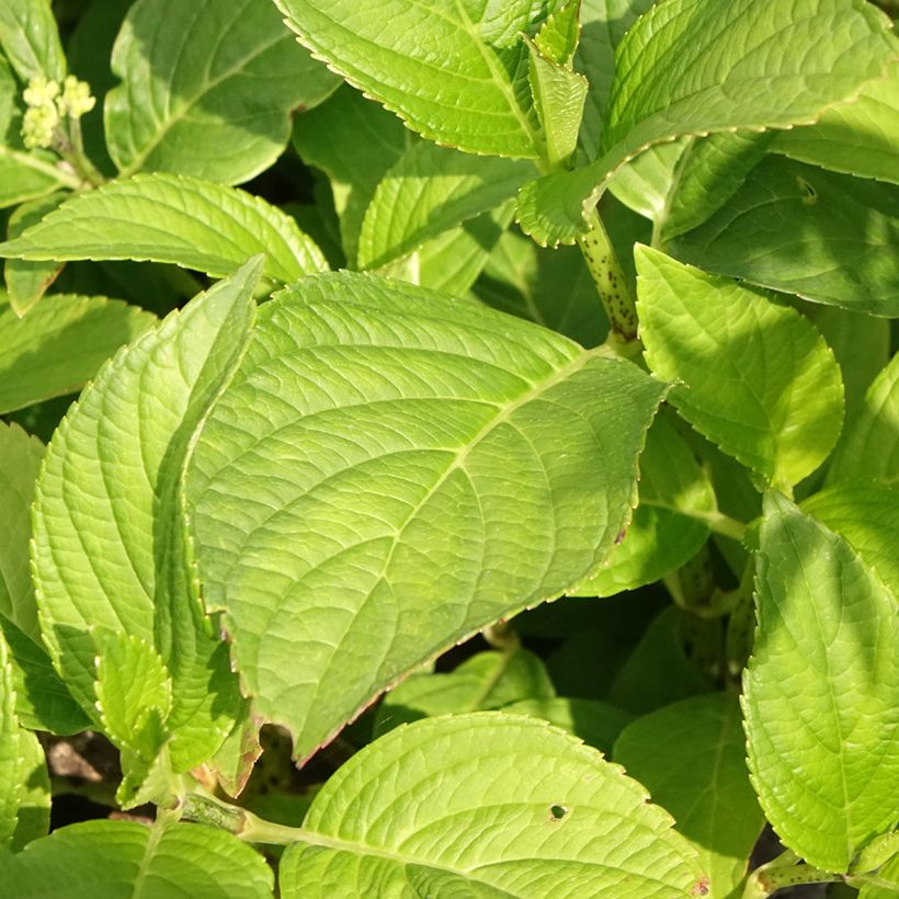 Hydrangea macrophylla Stellar Blue - Bauernhortensie (Foliage)