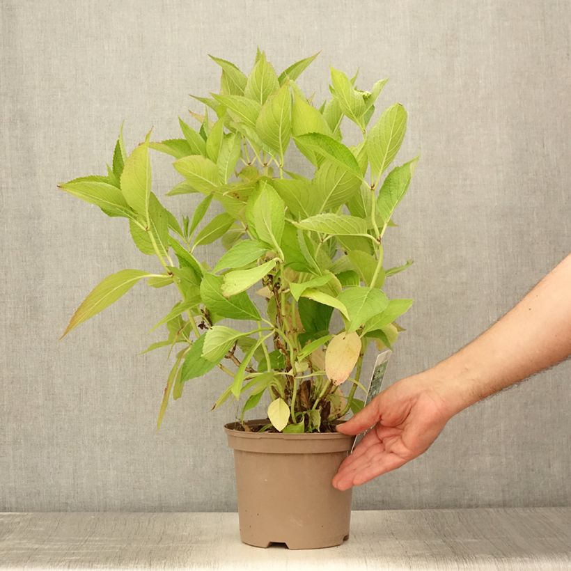 Exemplar von Hydrangea macrophylla White Wave - Bauernhortensie Topf mit 2L/3L wie im Sommer geliefert