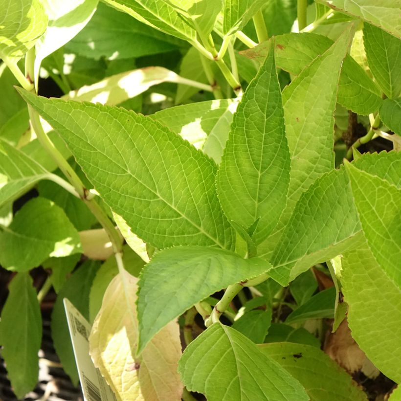 Hydrangea macrophylla White Wave - Bauernhortensie (Foliage)