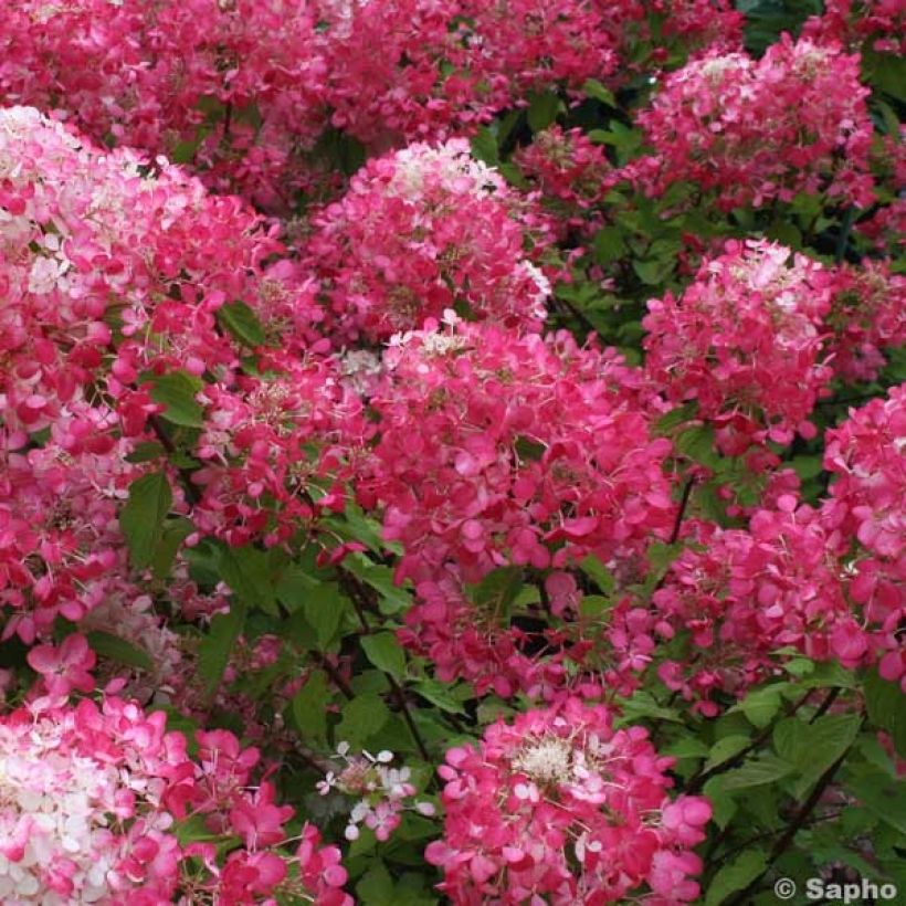 Rispenhortensie Diamant Rouge - Hydrangea paniculata (Flowering)