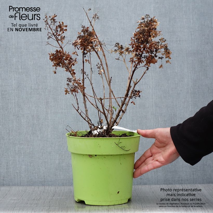 Example of Rispenhortensie Little Spooky - Hydrangea paniculata Topf mit 3L/4L as you get in automne