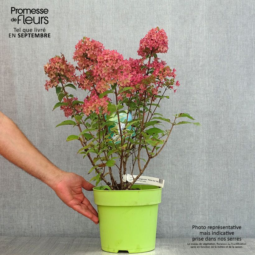 Exemplar von Rispenhortensie Petite Star - Hydrangea paniculata Topf mit 4L/5L wie im Sommer geliefert