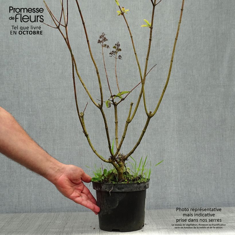 Example of Rispenhortensie Pink Diamond - Hydrangea paniculata Topf mit 2L/3L as you get in automne