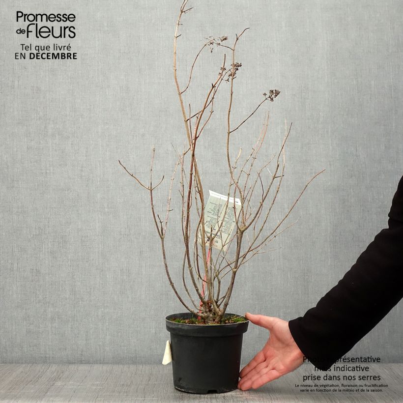 Example of Rispenhortensie Tardiva - Hydrangea paniculata Topf mit 2L/3L as you get in automne