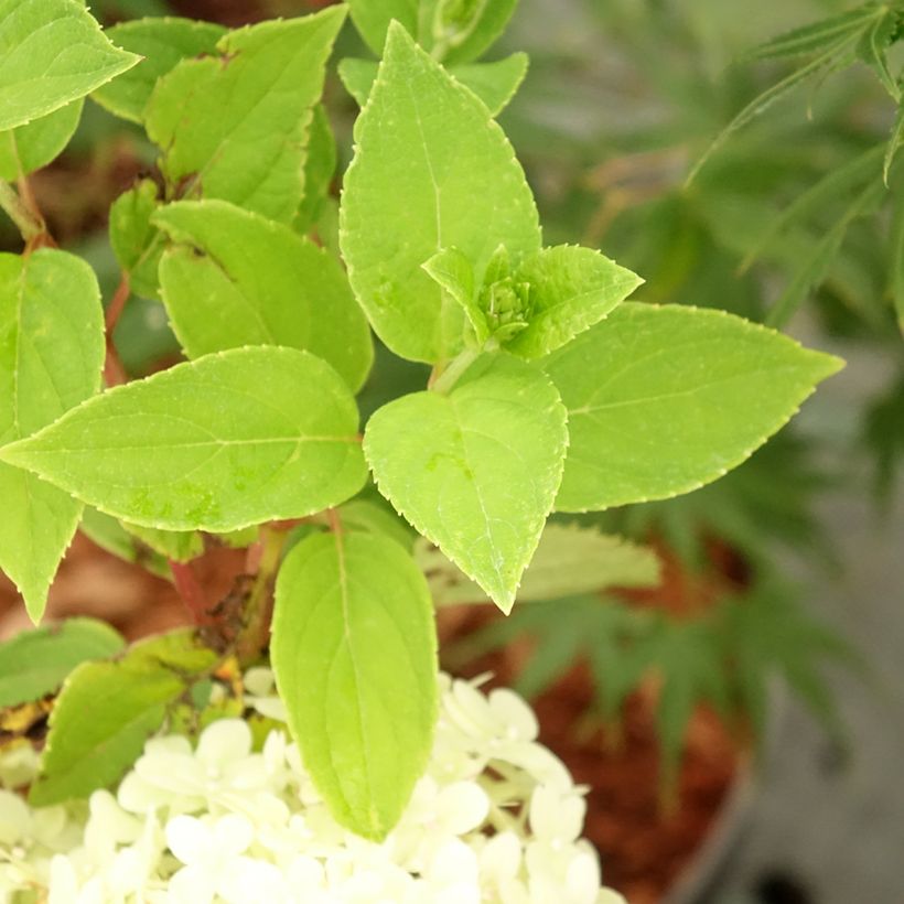 Rispenhortensie Tardiva - Hydrangea paniculata (Foliage)