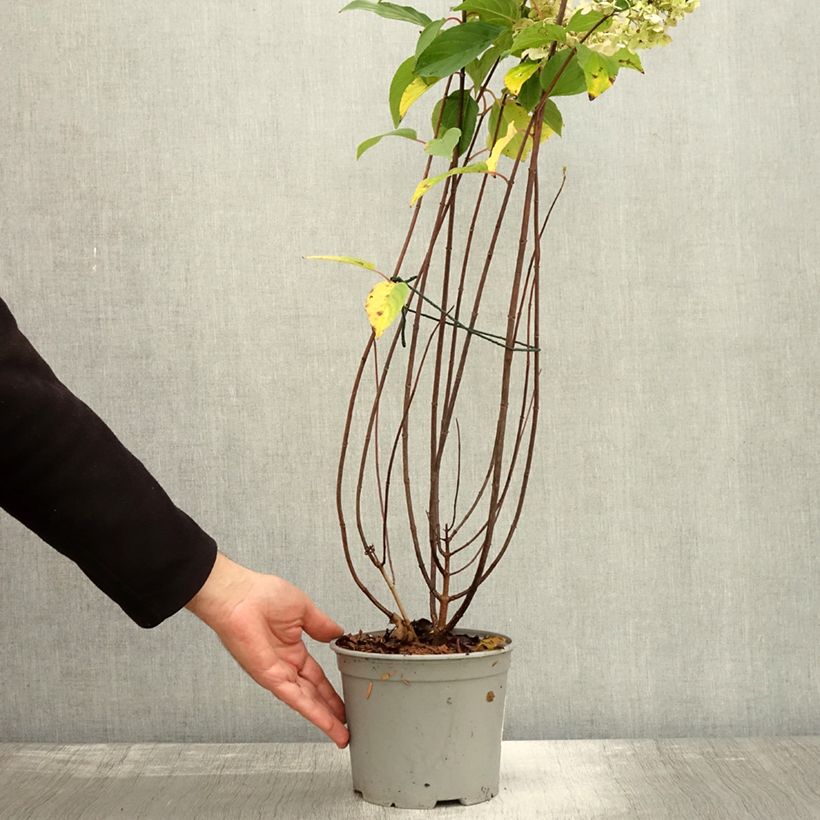Example of Rispenhortensie Living Pinky Promise - Hydrangea paniculata Topf mit 2L/3L as you get in automne