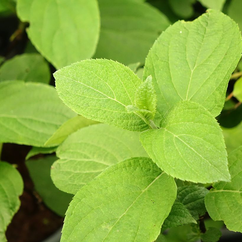 Rispenhortensie Living Pinky Promise - Hydrangea paniculata (Foliage)
