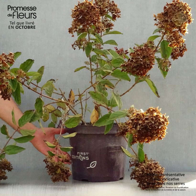 Example of Rispenhortensie Tickled Pink - Hydrangea paniculata Topf mit 7,5L/10L as you get in automne
