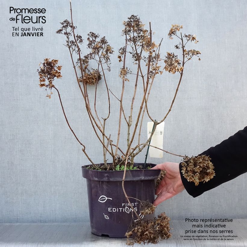 Exemplar von Rispenhortensie Tickled Pink - Hydrangea paniculata Topf mit 7,5L/10L wie im Winter geliefert