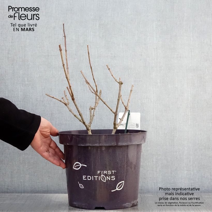 Exemplar von Rispenhortensie Tickled Pink - Hydrangea paniculata Topf mit 7,5L/10L wie im Frühjahr geliefert