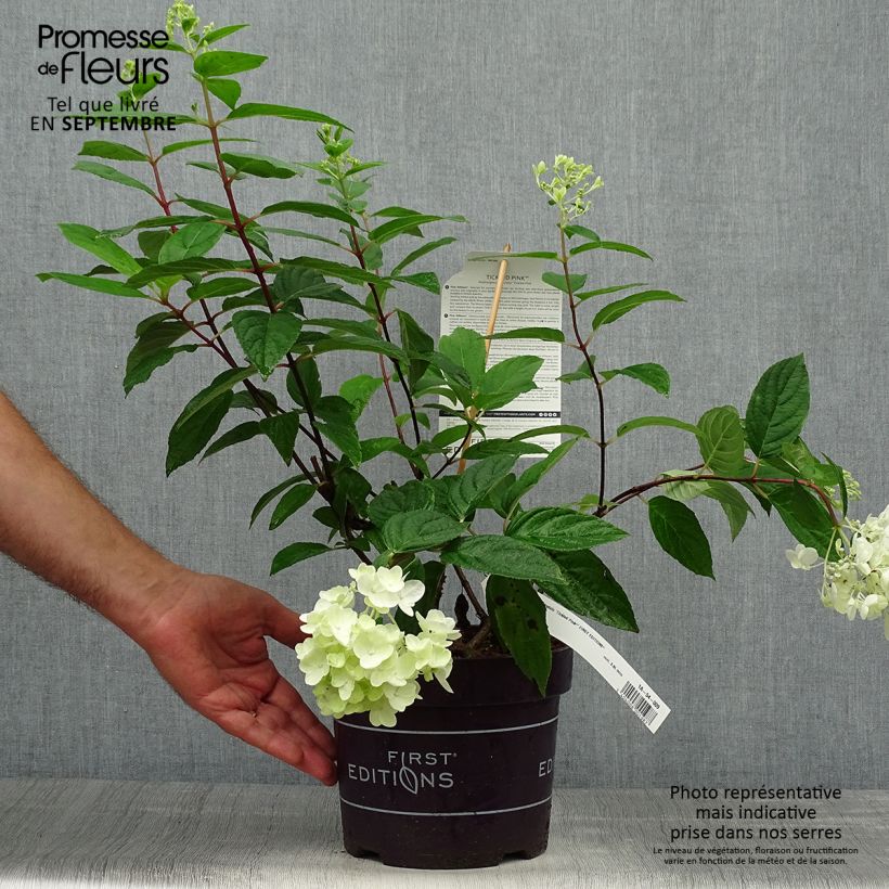 Example of Rispenhortensie Tickled Pink - Hydrangea paniculata Topf mit 2L/3L as you get in automne