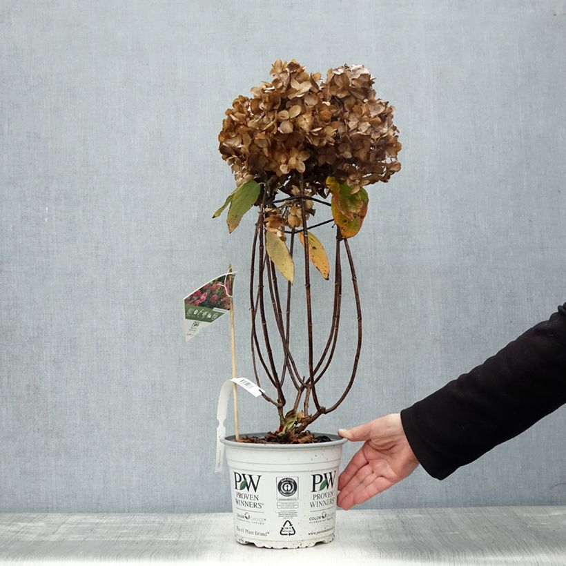 Example of Rispenhortensie Fire Light Tidbit - Hydrangea paniculata Topf mit 4L/5L as you get in automne