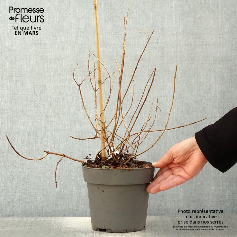 Exemplar von Rispenhortensie Little Fresco - Hydrangea paniculata Topf mit 3L/4L wie im Frühjahr geliefert