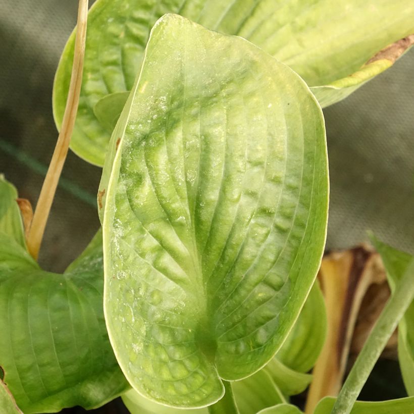 Hosta Abiqua Drinking Gourd - Garten-Funkie (Foliage)