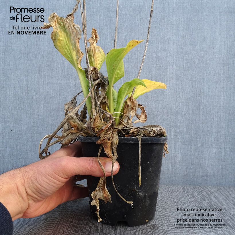 Example of Hosta fortunei Allegan Fog - Garten-Funkie Topf mit 1,5L/2L as you get in automne