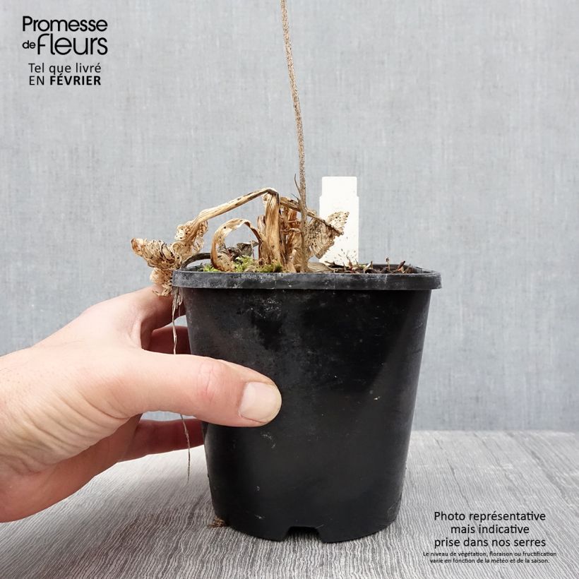 Exemplar von Hosta fortunei Allegan Fog - Garten-Funkie Topf mit 1,5L/2L wie im Winter geliefert