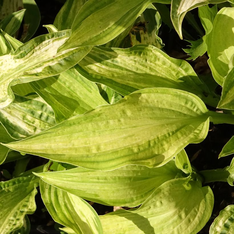 Hosta fortunei Allegan Fog - Garten-Funkie (Foliage)
