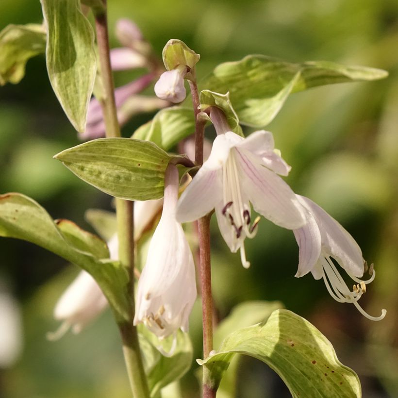 Hosta fortunei Allegan Fog - Garten-Funkie (Flowering)