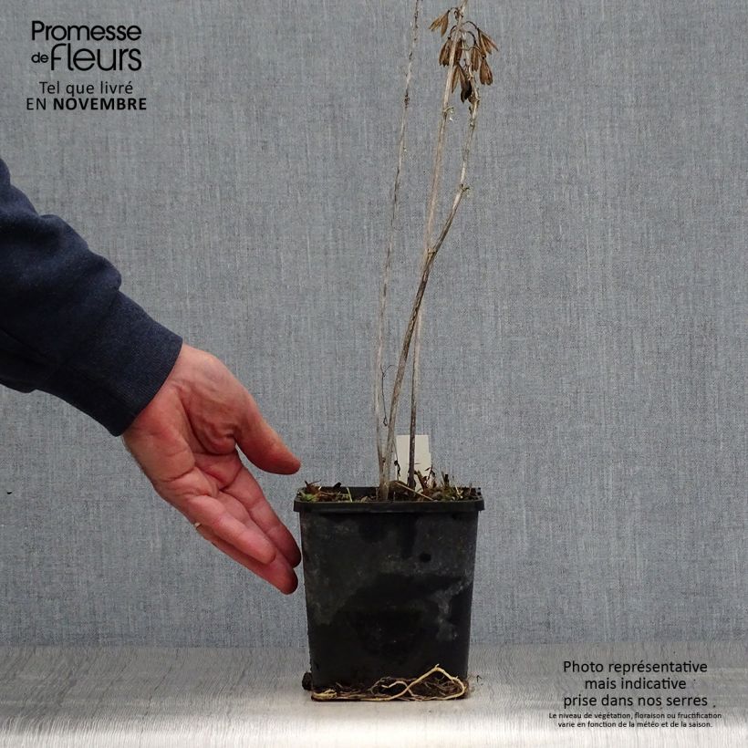 Example of Hosta Alligator Alley - Garten-Funkie Topf mit 1,5L/2L as you get in automne