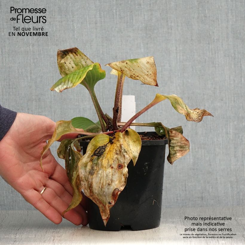 Example of Hosta Almost - Garten-Funkie Topf mit 1,5L/2L as you get in automne