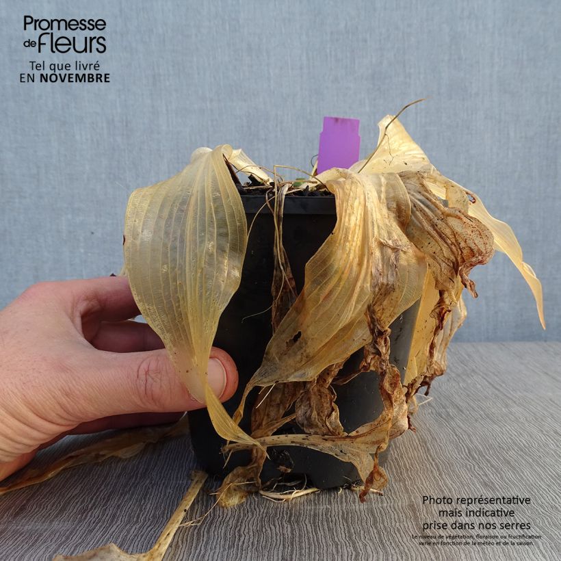 Example of Hosta Amalia - Garten-Funkie Topf mit 1,5L/2L as you get in automne