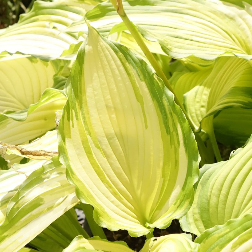 Hosta Amalia - Garten-Funkie (Foliage)