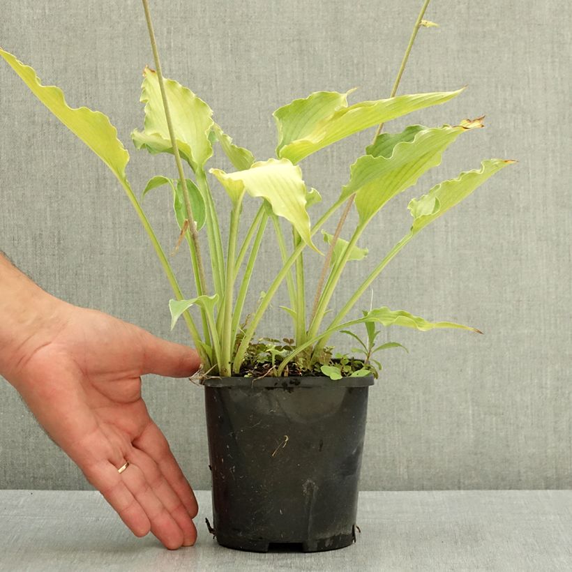 Exemplar von Hosta Atomic Elvis Pot de 1,5L/2L wie im Sommer geliefert