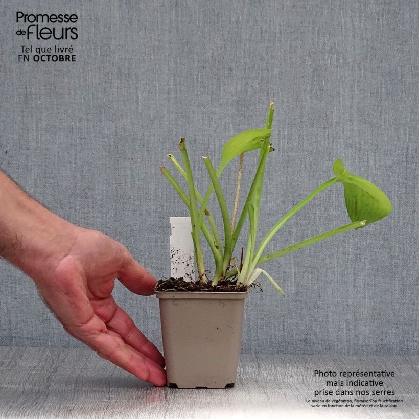 Example of Hosta August Moon - Garten-Funkie Kleine Töpfe von 8/9 cm as you get in automne