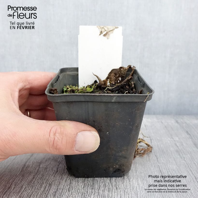 Exemplar von Hosta Austin Dickinson - Garten-Funkie Kleine Töpfe von 8/9 cm wie im Winter geliefert