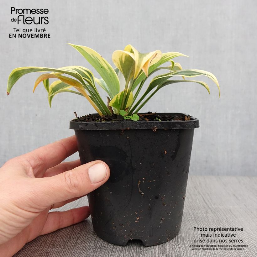 Example of Hosta Autumn Frost - Garten-Funkie Topf mit 1,5L/2L as you get in automne