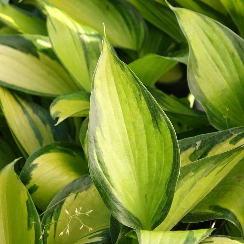 Hosta Ayesha - Garten-Funkie (Foliage)