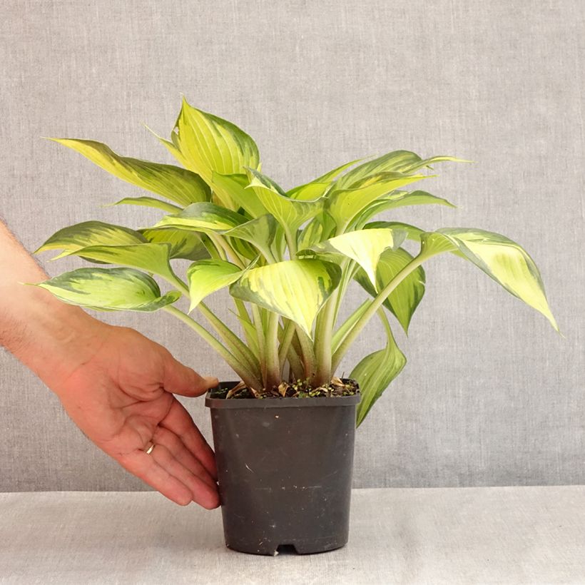 Example of Hosta Ayesha - Garten-Funkie Topf mit 1,5L/2L as you get in ete