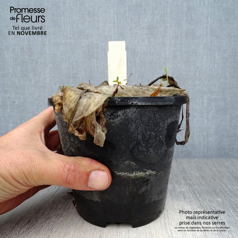 Example of Hosta Beach Boy - Garten-Funkie Topf mit 1,5L/2L as you get in automne