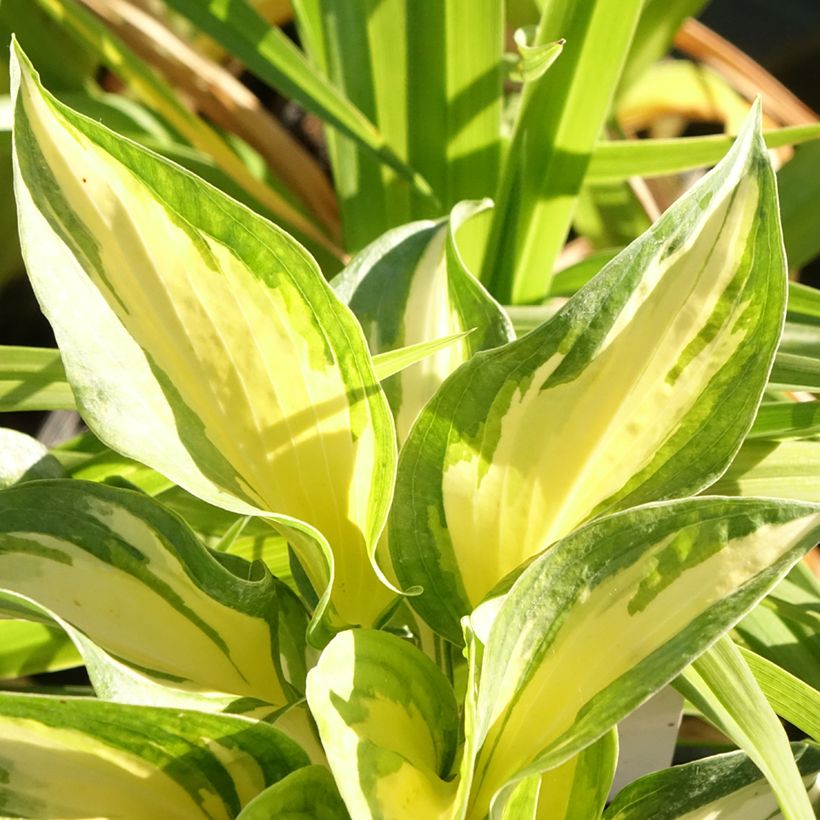 Hosta Beach Boy - Garten-Funkie (Foliage)