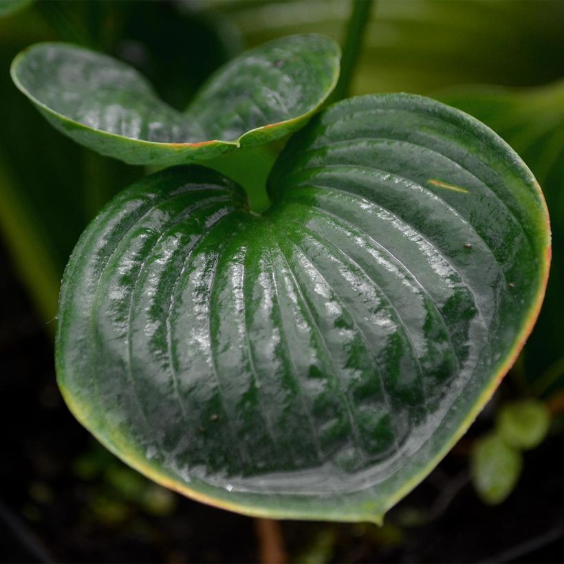Hosta Big daddy - Garten-Funkie (Foliage)