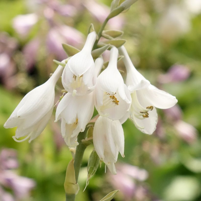 Hosta Big daddy - Garten-Funkie (Flowering)