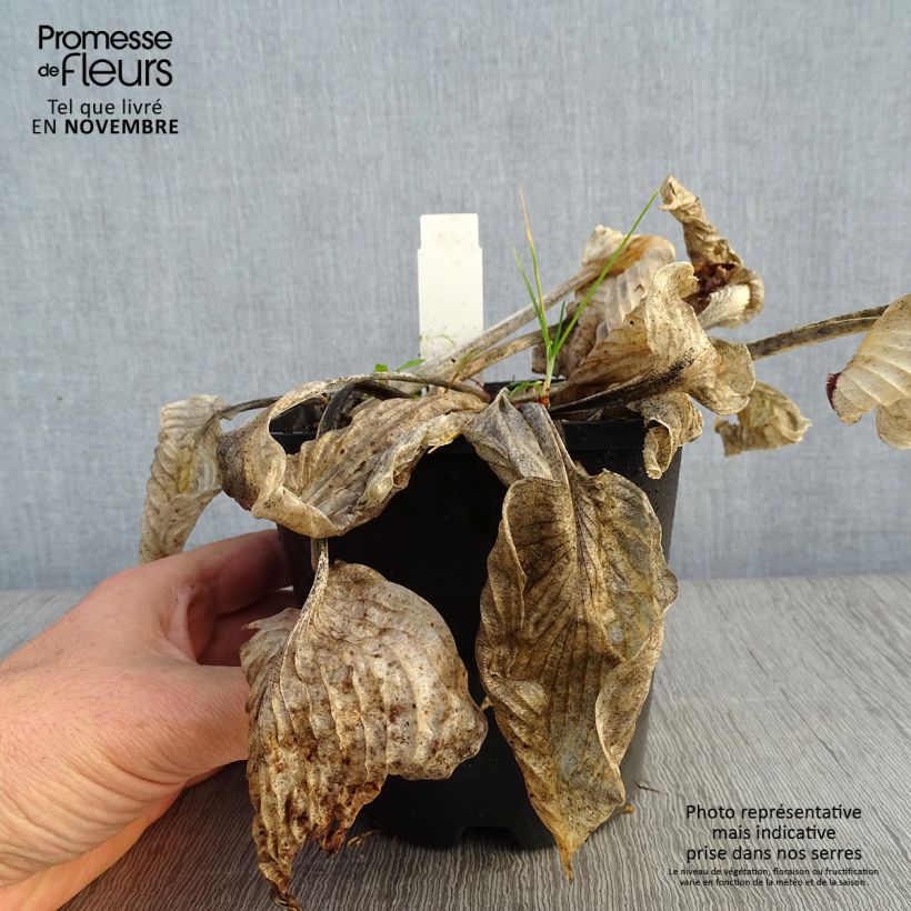 Example of Hosta Big Mama - Garten-Funkie Topf mit 1,5L/2L as you get in automne