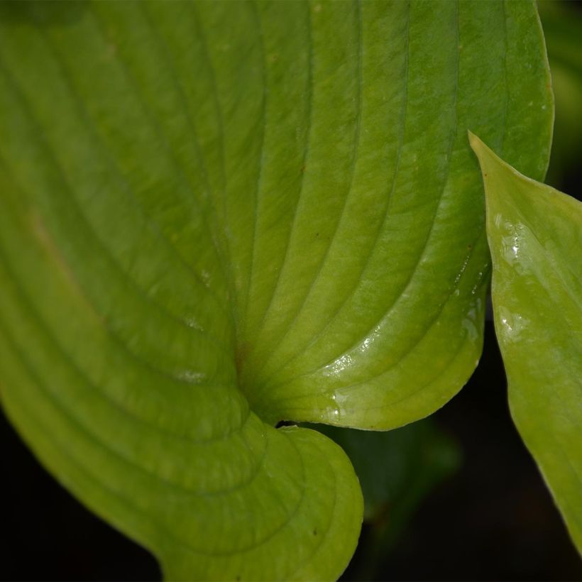 Hosta Hosta Blue Angel - Garten-Funkie (Foliage)