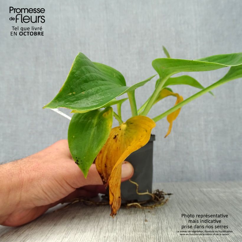 Example of Hosta Hosta Blue Angel - Garten-Funkie Kleine Töpfe von 8/9 cm as you get in automne