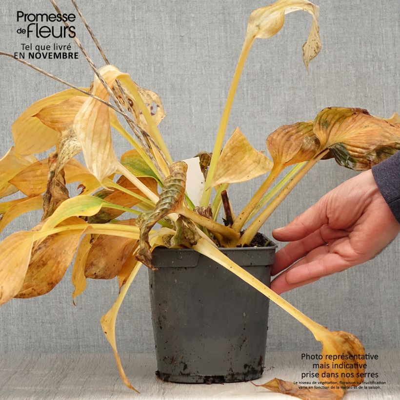 Example of Hosta Hosta Blue Angel - Garten-Funkie Topf mit 1,5L/2L as you get in automne
