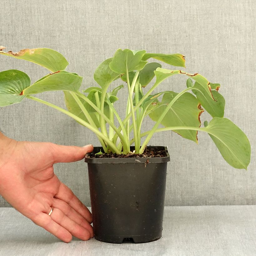 Exemplar von Hosta Hosta Blue Cadet - Garten-Funkie Topf mit 1,5L/2L wie im Sommer geliefert