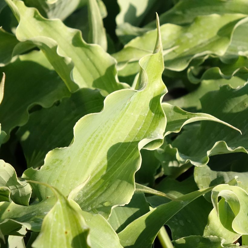 Hosta Blue Cascade - Garten-Funkie (Foliage)