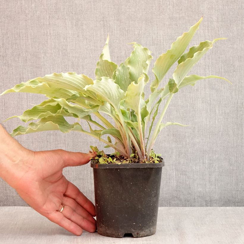 Example of Hosta Blue Cascade - Garten-Funkie Topf mit 1,5L/2L as you get in ete