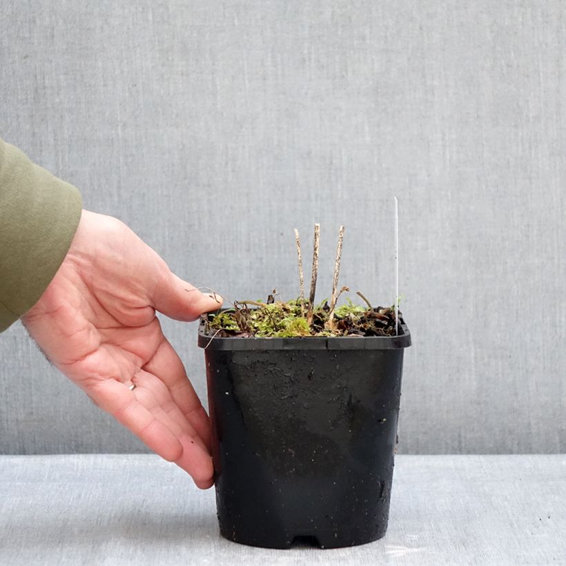 Exemplar von Hosta Blue Cascade - Garten-Funkie Topf mit 1,5L/2L wie im Winter geliefert